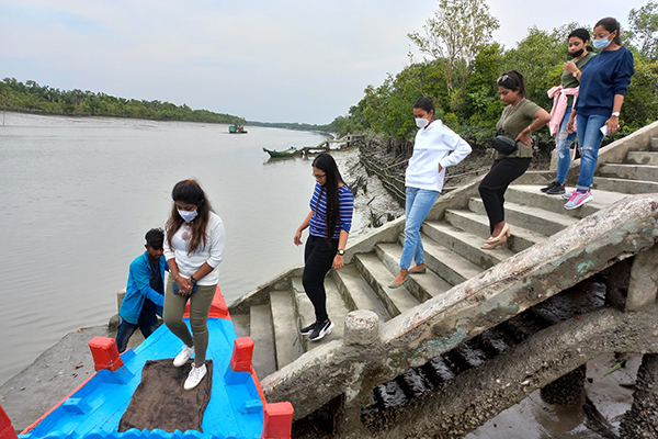 Dense mangrove forest canopy in Sundarban National Park
