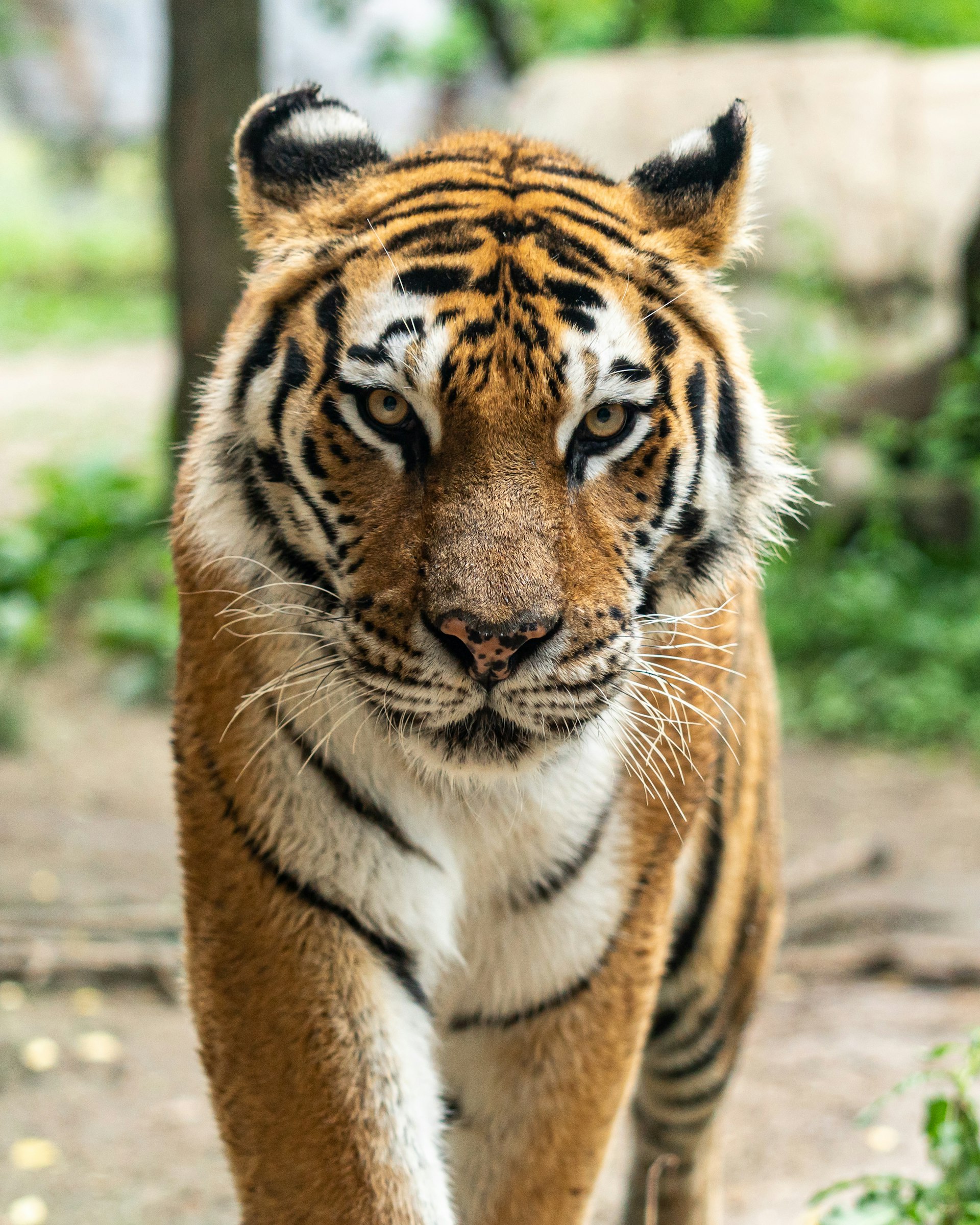 Royal Bengal Tiger in Sundarban mangrove forest